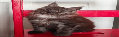 Maine Coon Kitten 3