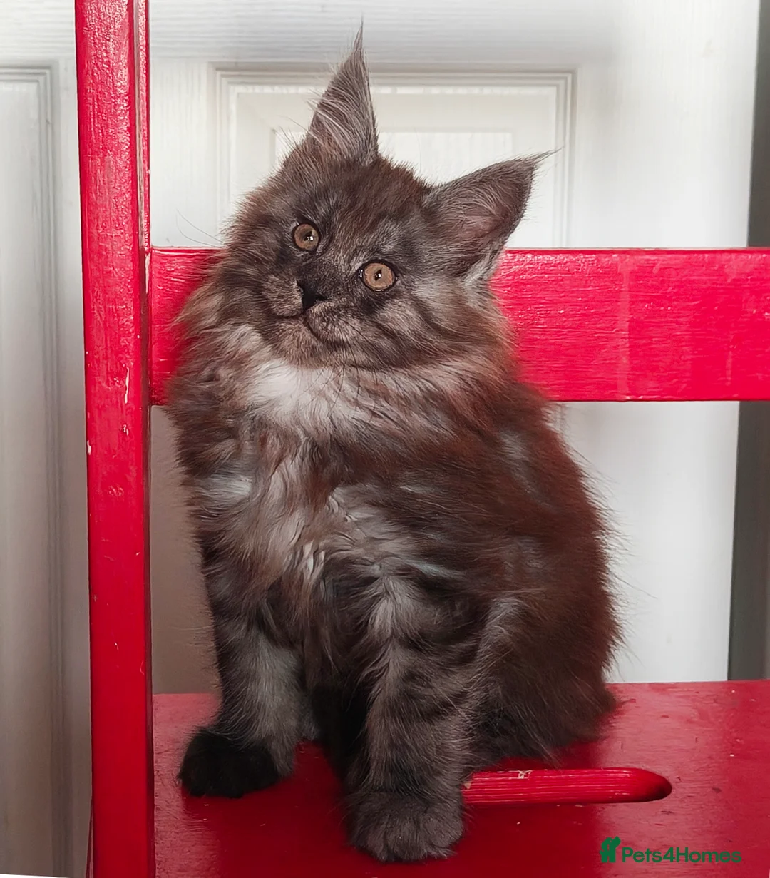 Maine Coon cats for sale: 🐾 Stunning Maine Coon Kittens – 3 Males 🐾 - Advert 7