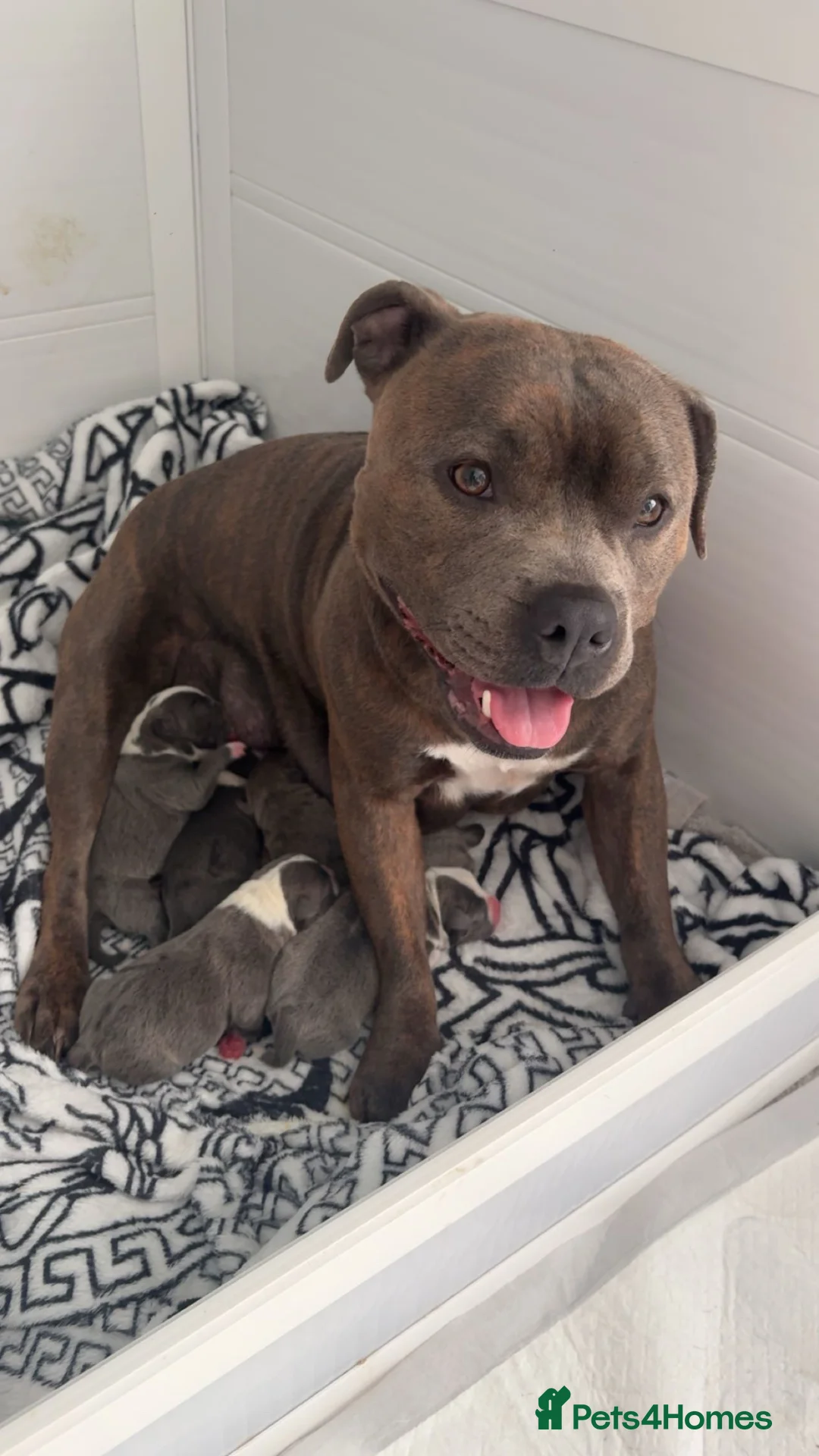 Staffordshire Bull Terrier dogs for sale: Blue Staffordshire bull terrier - Advert 1
