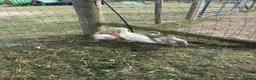 Ducks poultry for sale: Trio of saxony ducks  - Advert 3