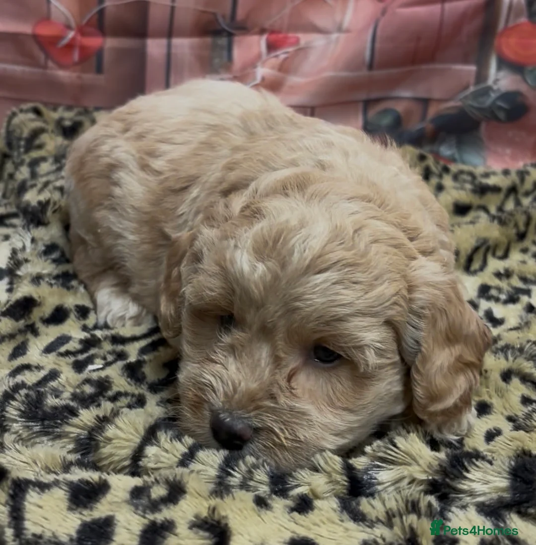 Cockapoo dogs for sale: Beautiful cockapoo  - Advert 5