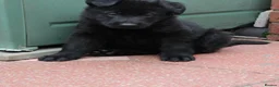 German Shepherd dogs for sale: GERMAN SHEPHERD PUPPIES 🐶  - Advert 11