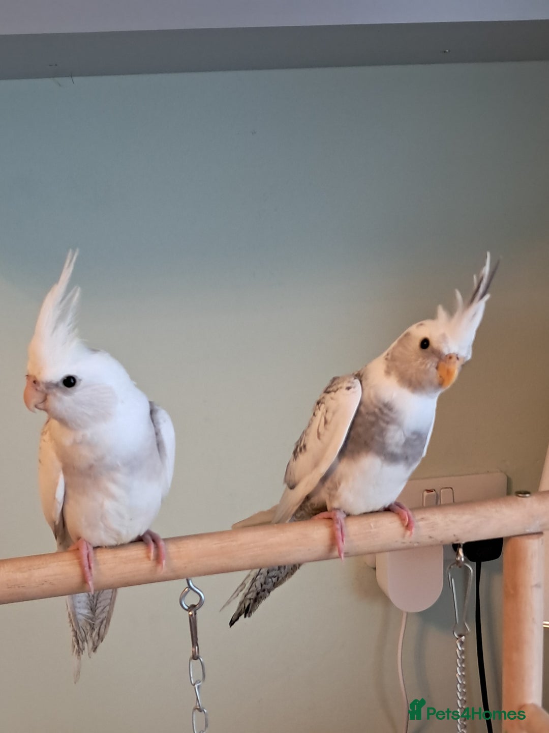 Cockatiels birds for sale: Hand reared baby cocktails ready now  - Advert 2