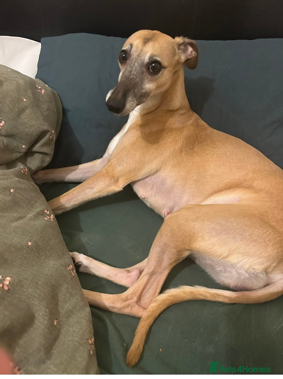 Mixed Breed dogs Italian greyhound/whippet - Advert 8