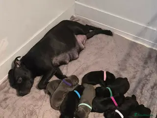 Staffordshire Bull Terrier dogs VALGLO TOP GUN PUPS - Advert 1