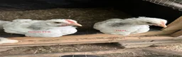 Chickens poultry for sale: Beautiful Light sussex roosters - Advert 1