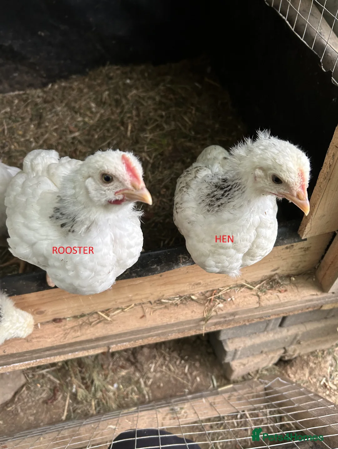 Chickens poultry for sale: Beautiful Light sussex roosters - Advert 1