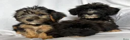 Mixed Breed dogs for sale: Sealyham X Poodle Puppies  - Advert 5