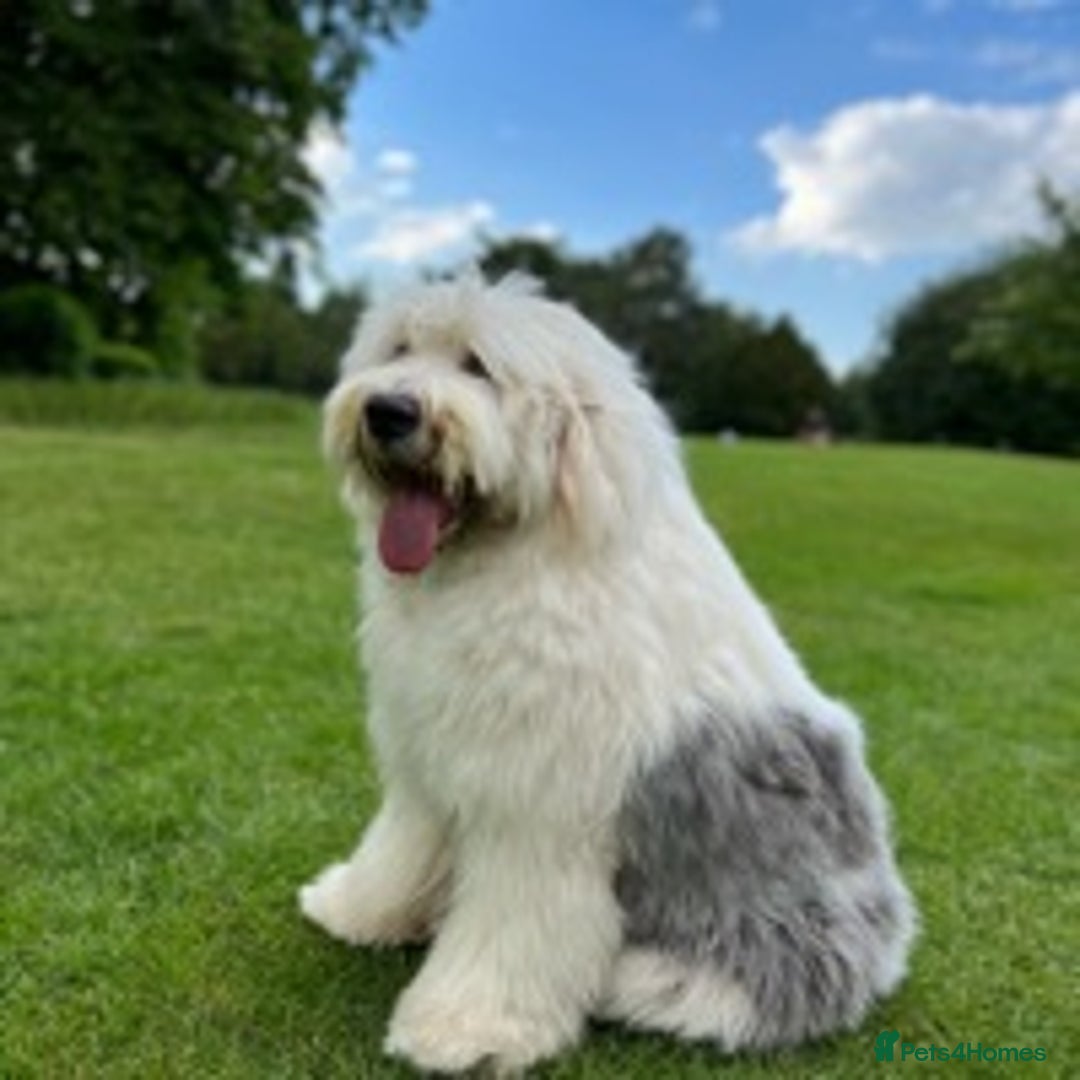 Old English Sheepdog dogs for stud: Stud KC Old English Sheepdog in Peterborough - Image 5