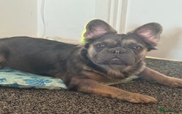 French Bulldog dogs for sale: Fluffy French bulldog  - Image 2