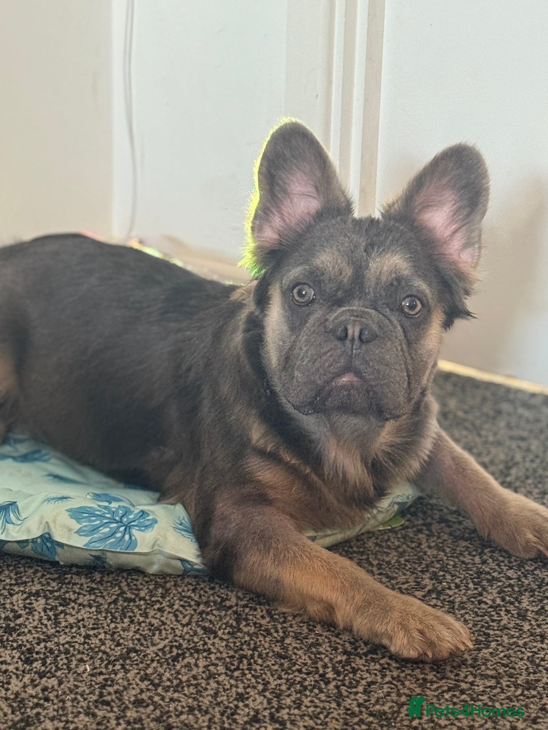 French Bulldog dogs for sale: Fluffy French bulldog  - Image 2