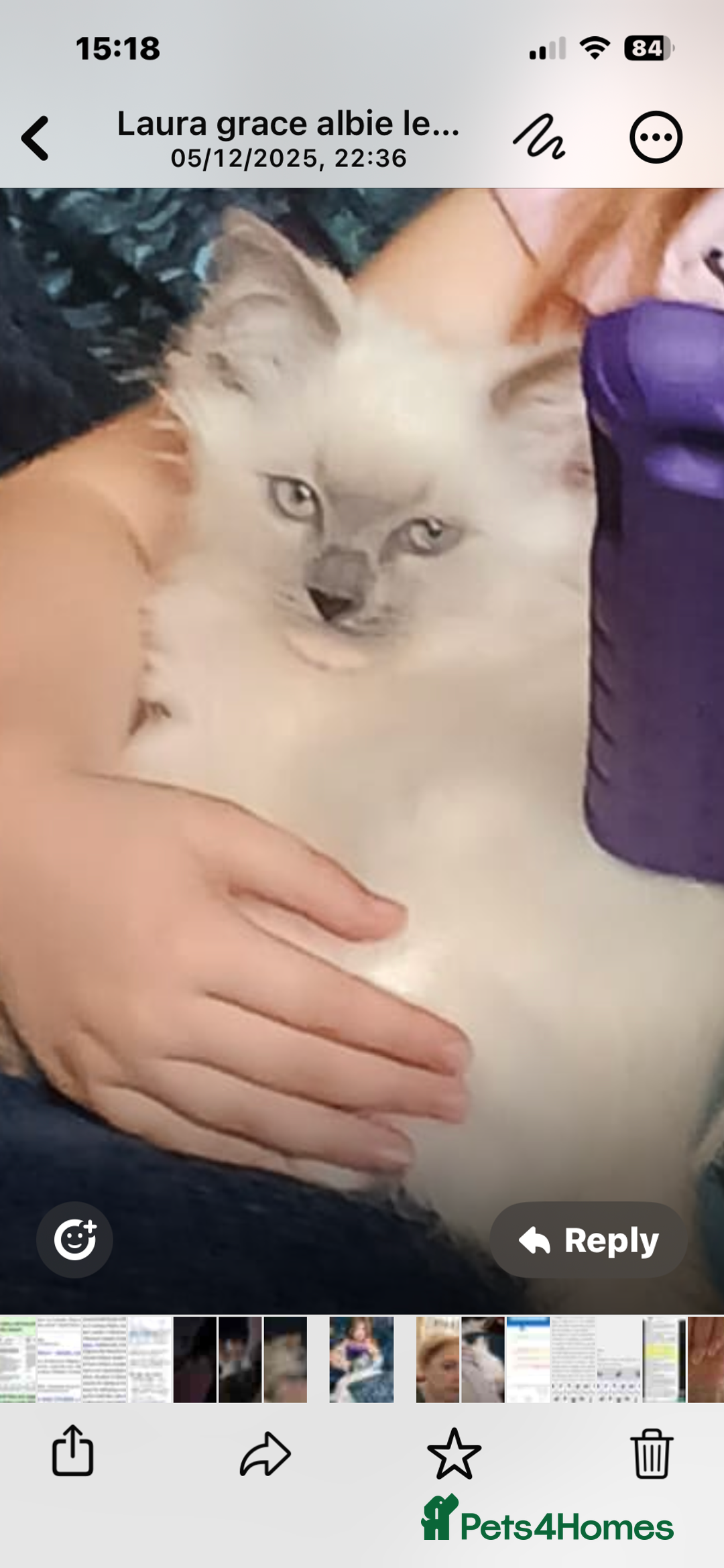 Ragdoll cats for sale: Rare blue+lilac bicolour + blue tortie kittens - Advert 29