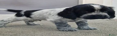 Cocker Spaniel 4
