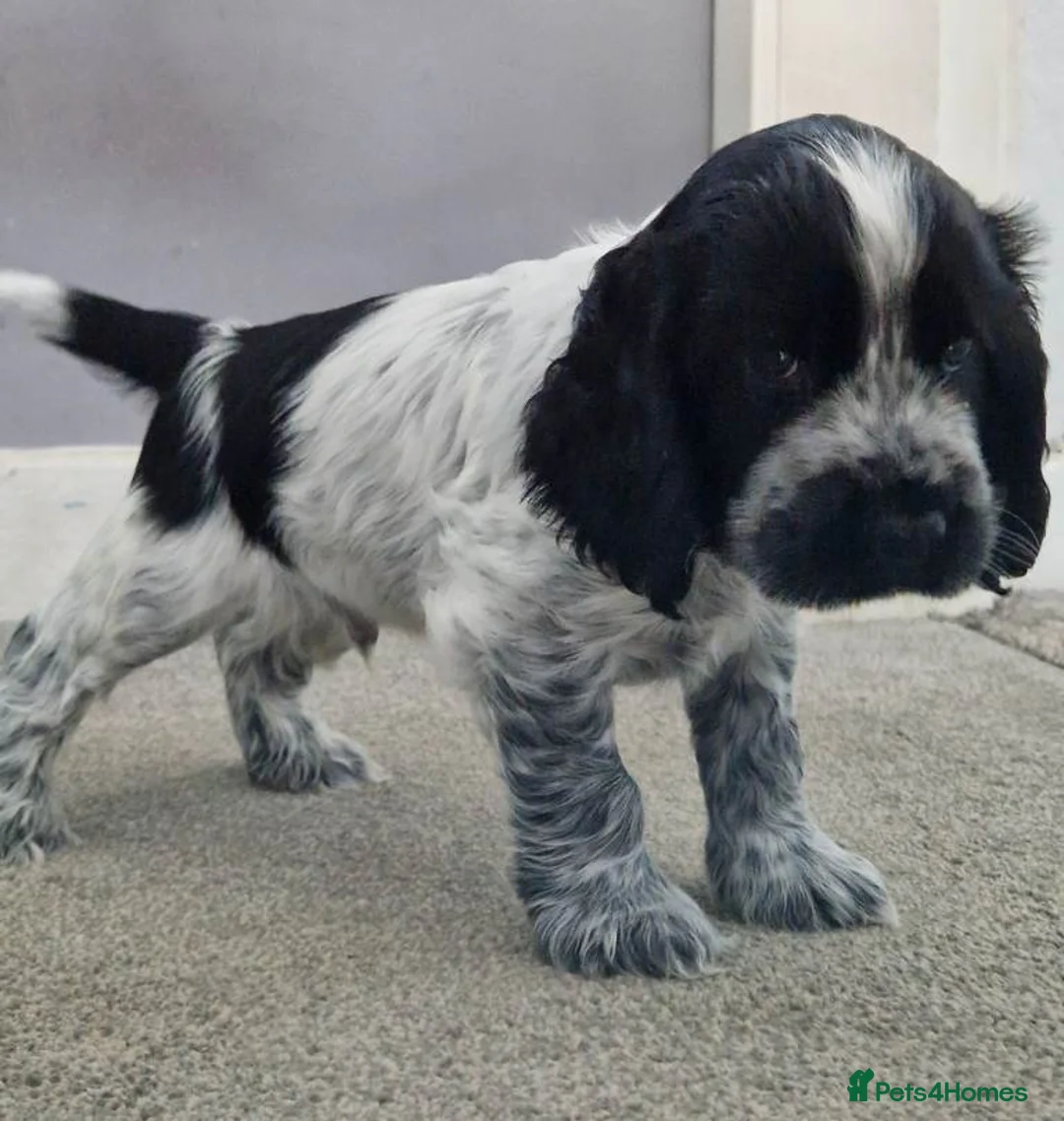 Cocker Spaniel dogs for sale: Cocker Spaniel Show Type Puppies - Advert 2
