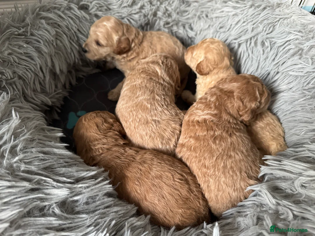 Toy Poodle dogs for sale: KC Pedigree Toy Poodle Puppies  - Advert 2