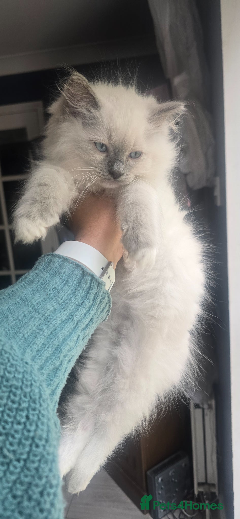 Ragdoll cats Pure ragdoll kittens 1 boy left  - Advert 13