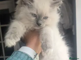 Ragdoll cats Pure ragdoll kittens 1 boy left - Advert 13