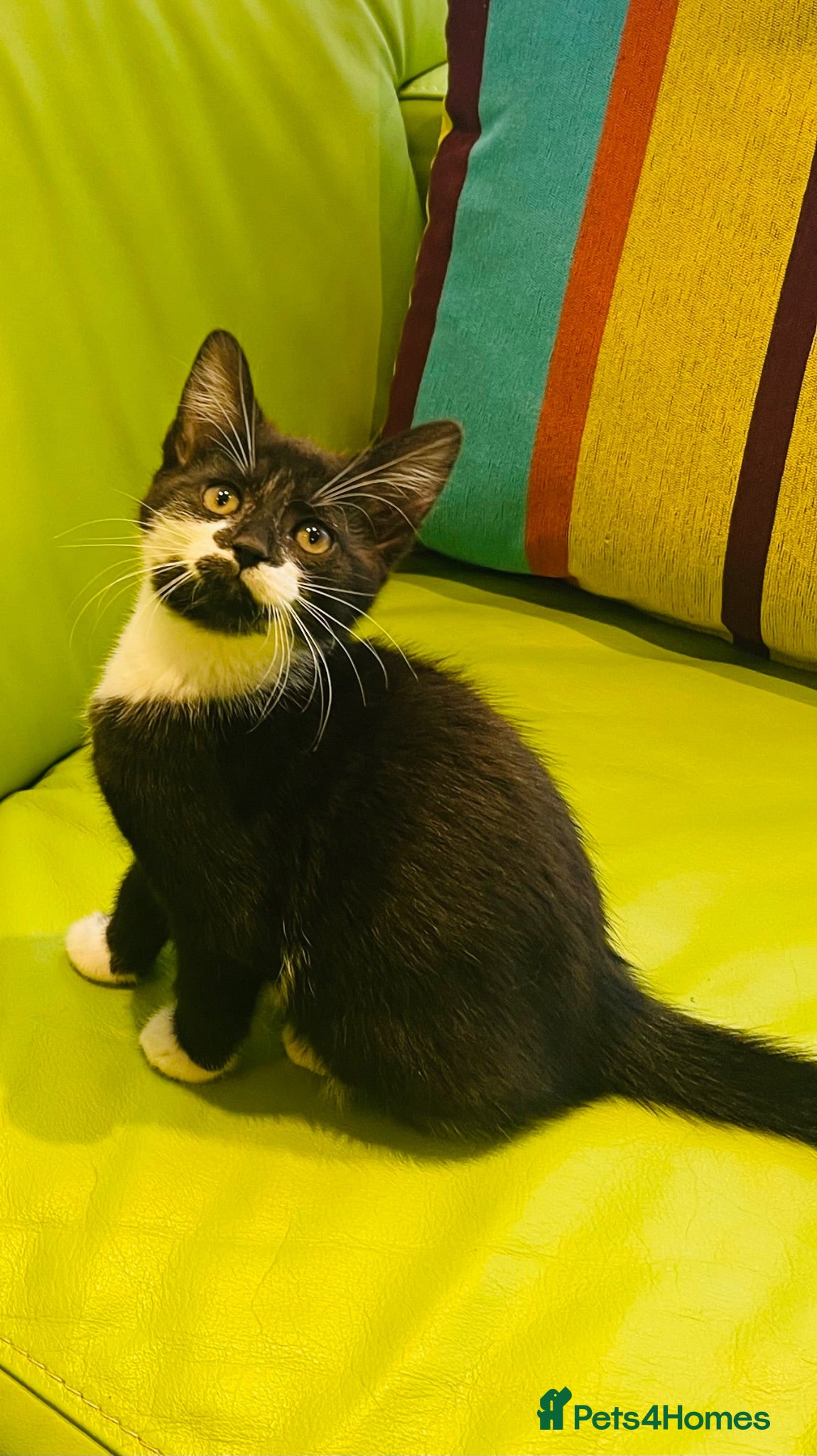 Mixed Breed cats Wonderful, clever, healthy Kittens for sale - Advert 1