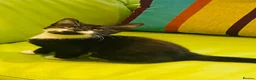 Mixed Breed cats for sale: Wonderful, clever, healthy Kittens for sale - Advert 25