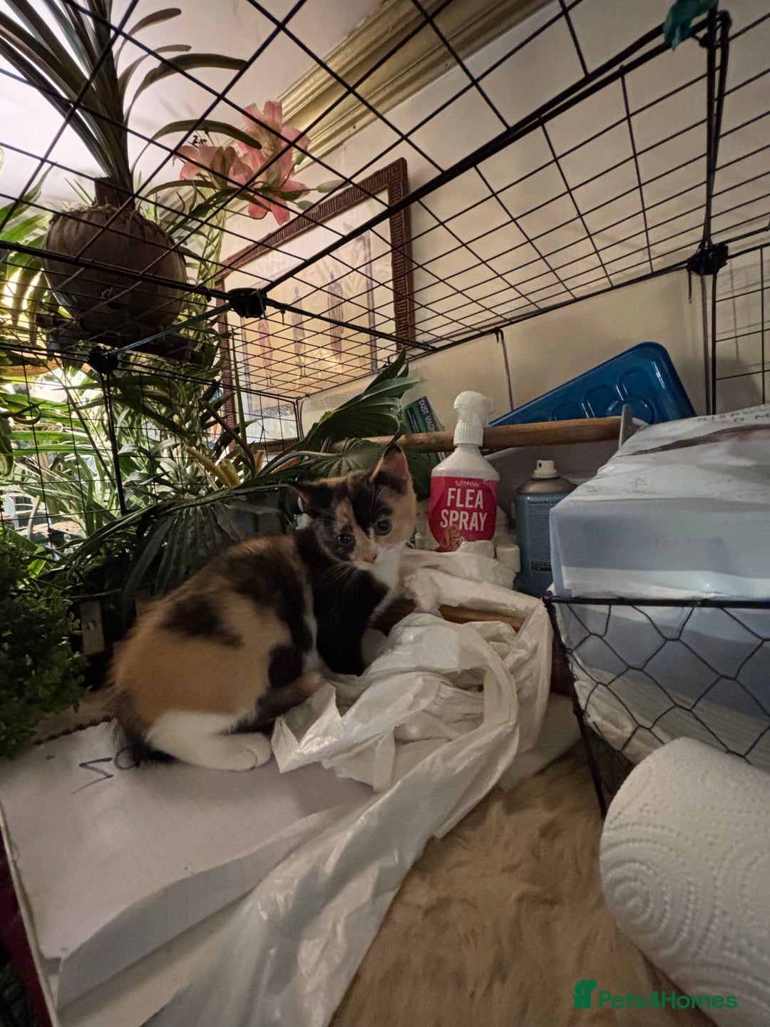 British Shorthair cats for sale: British Shorthair x Kittens  - Image 4