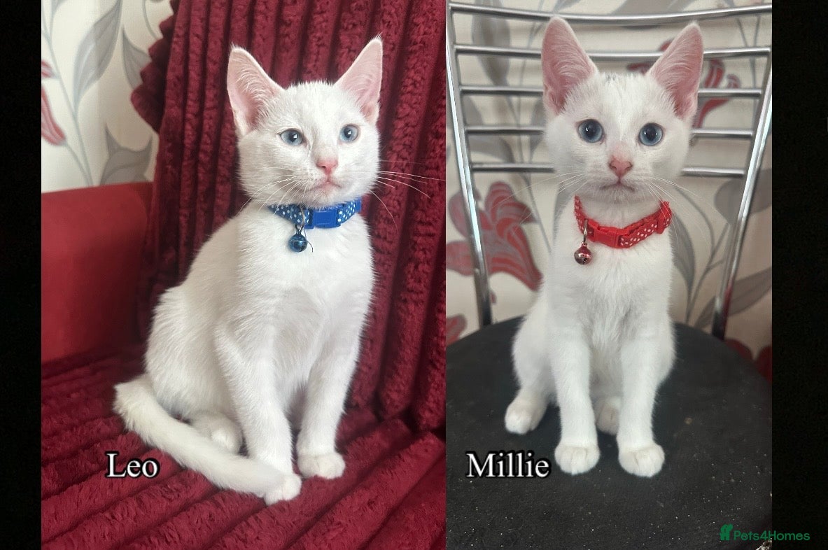 Mixed Breed cats White and black Kittens  - Advert 1