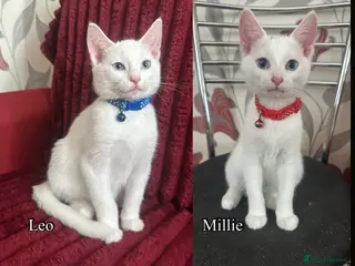 Mixed Breed cats White and black Kittens - Advert 1