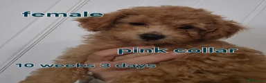 Pink collared pup