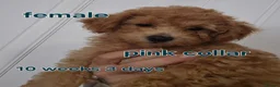 Poochon dogs for sale: Poochon - Advert 7