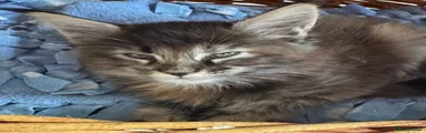 Maine Coon Kitten 5
