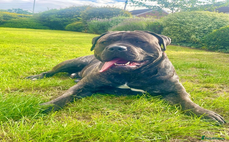 Cane Corso dogs - Advert 1