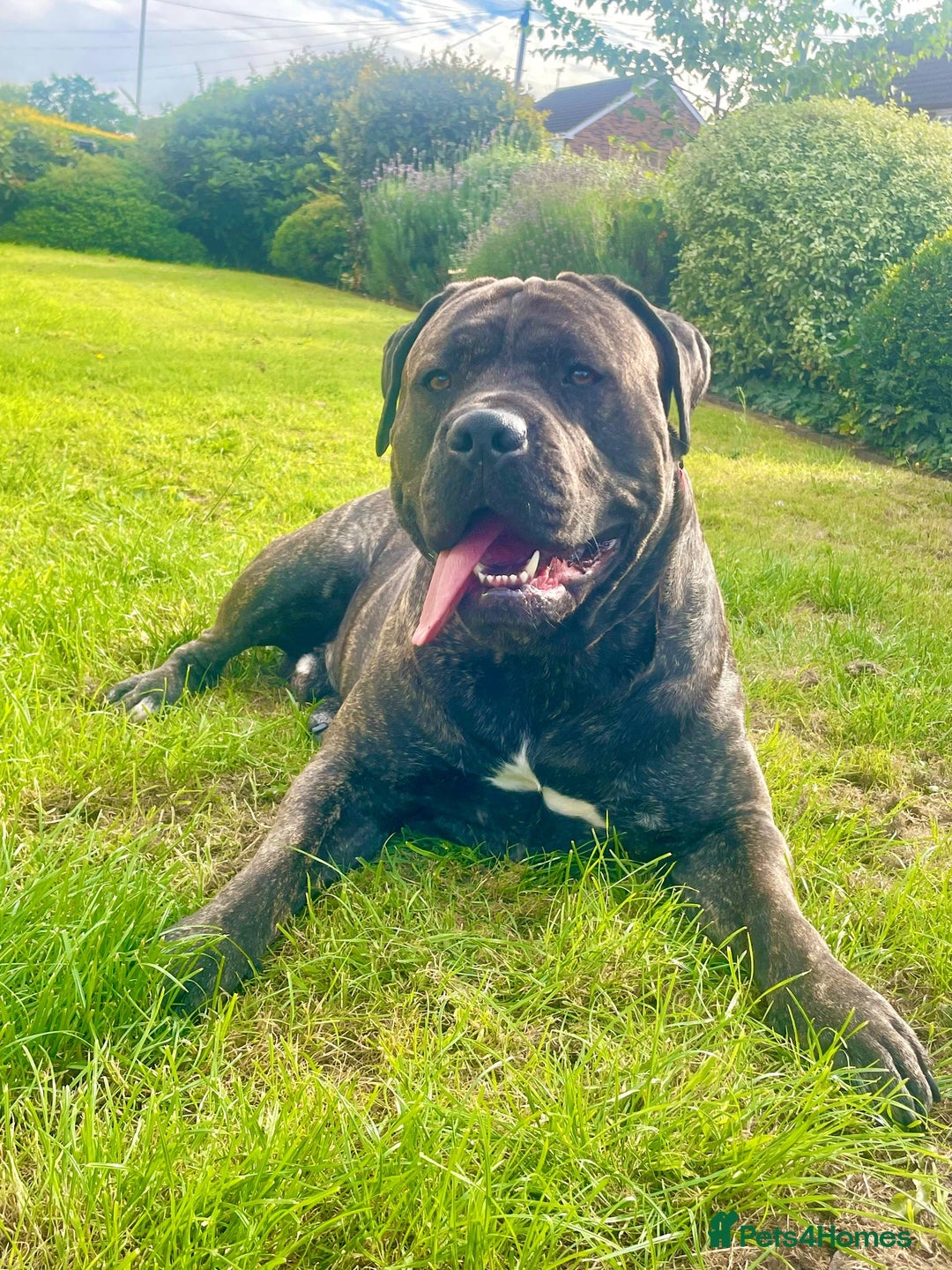 Cane Corso dogs for stud: 2 year old Corso for stud With options  - Image 1