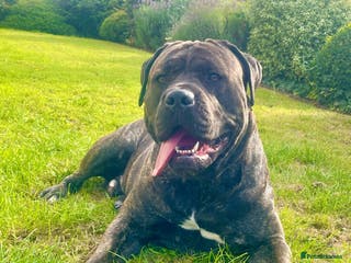 Cane Corso dogs 2 year old Corso stud With options - Advert 1