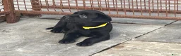Mixed Breed dogs for sale: Labrottie pups🌟ONLY 3 boys left! ready 17th July  - Advert 2