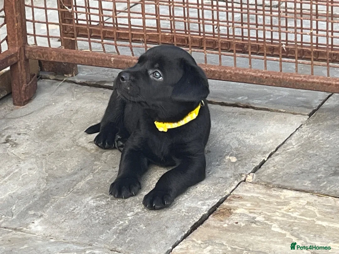 Mixed Breed dogs for sale: Labrottie pups🌟ONLY 3 boys left! ready 17th July  - Advert 2