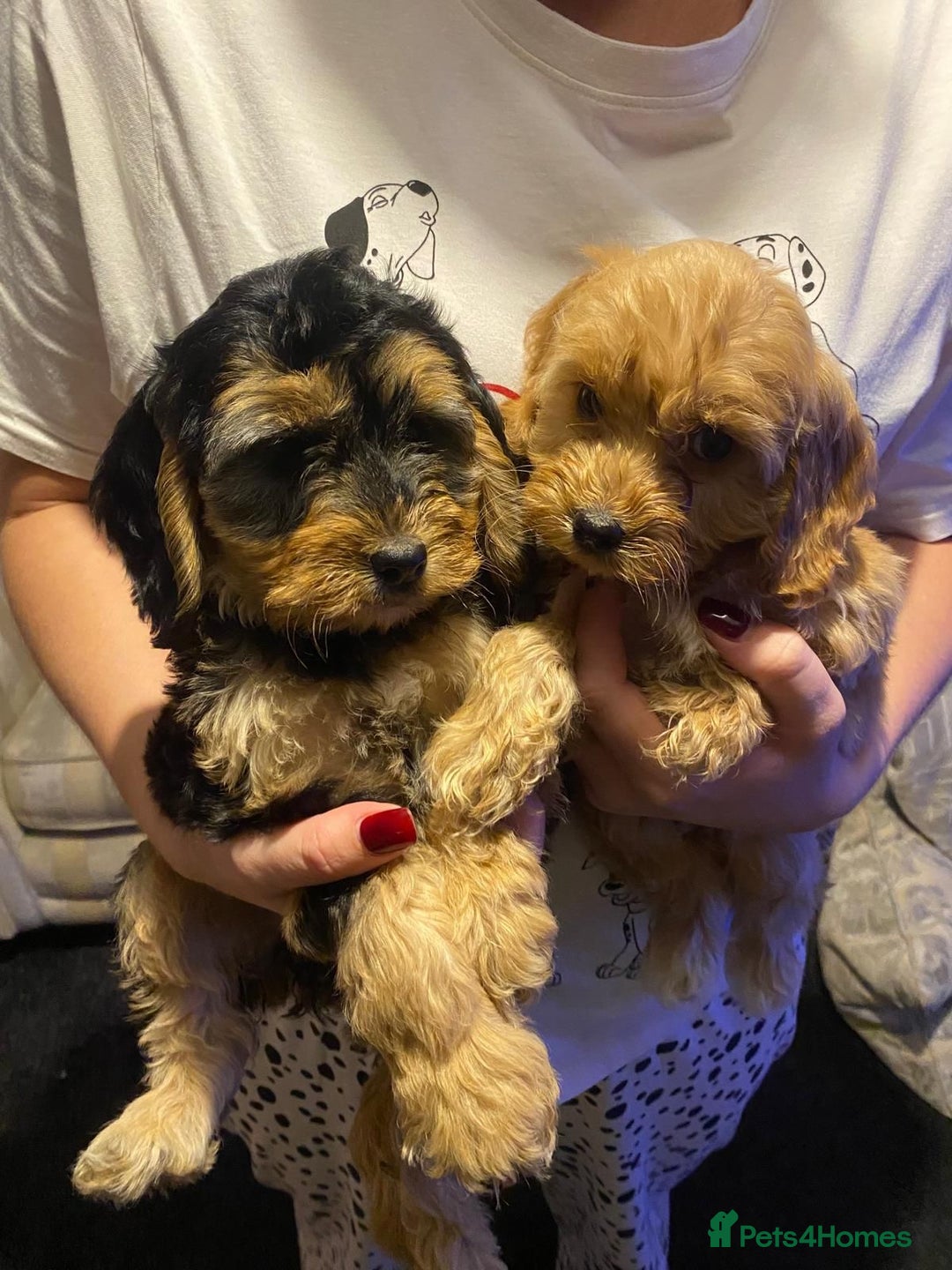 Cockapoo dogs for sale: ADORABLE COCKAPOO PUPPIES  - Advert 2