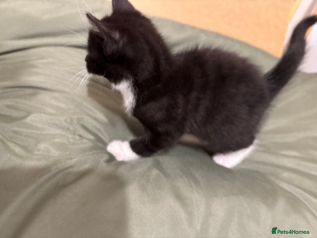 British Shorthair cats for sale: Cute moggie  - Image 2