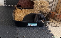 Mini Lop rabbits for sale: Mini lop boy rabbit  - Image 4
