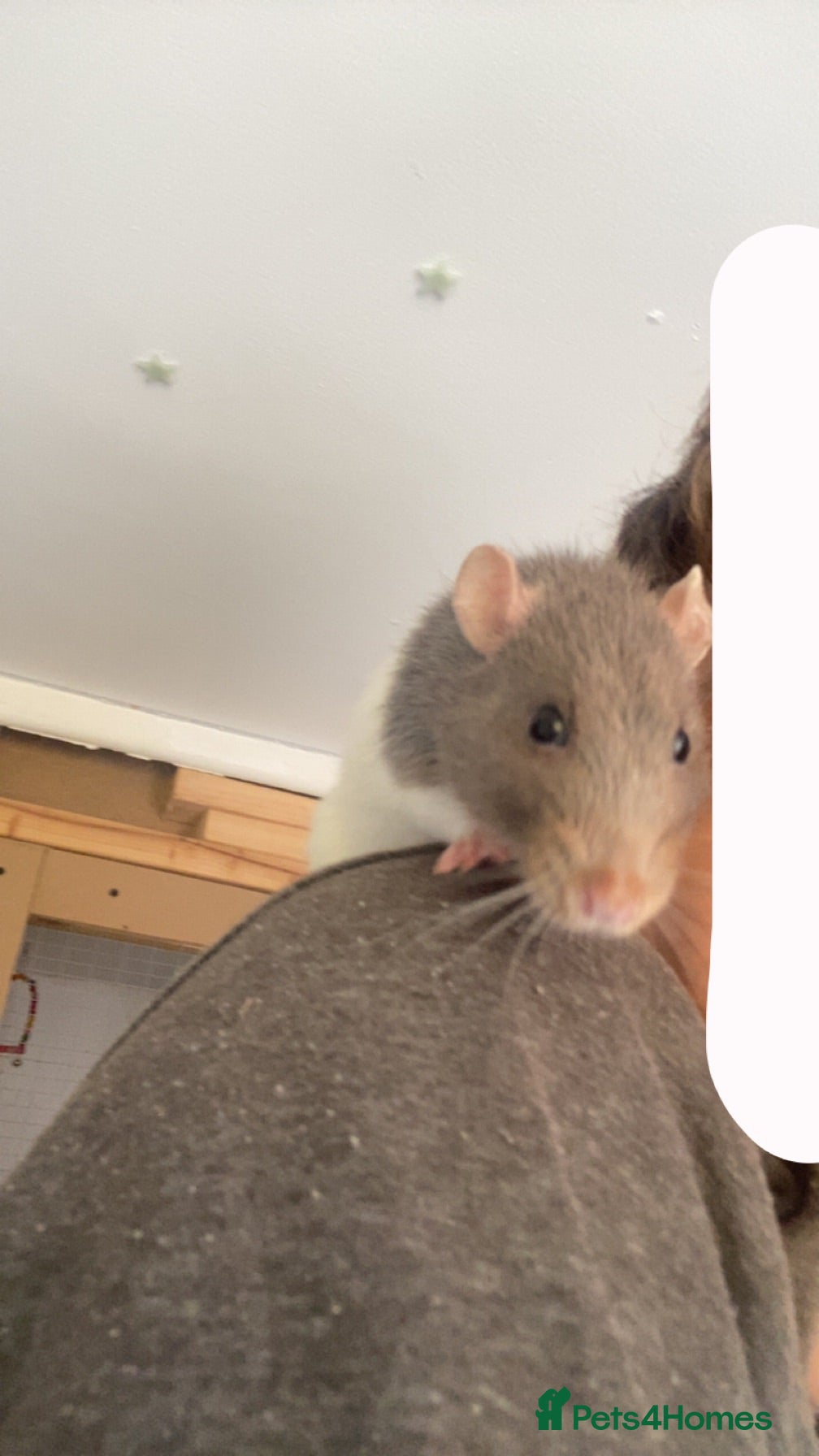 Rat rodents looking to sell my beautiful friendly rat☺️ - Advert 1