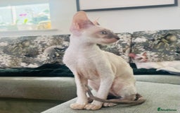 Cornish Rex cats for sale: Stunning ready to leave now Cornish Rex Female  - Image 3