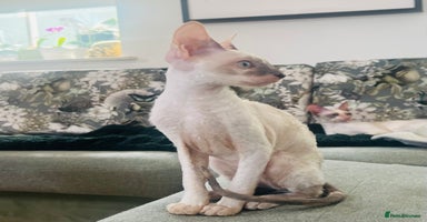 Cornish Rex cats - Advert 6