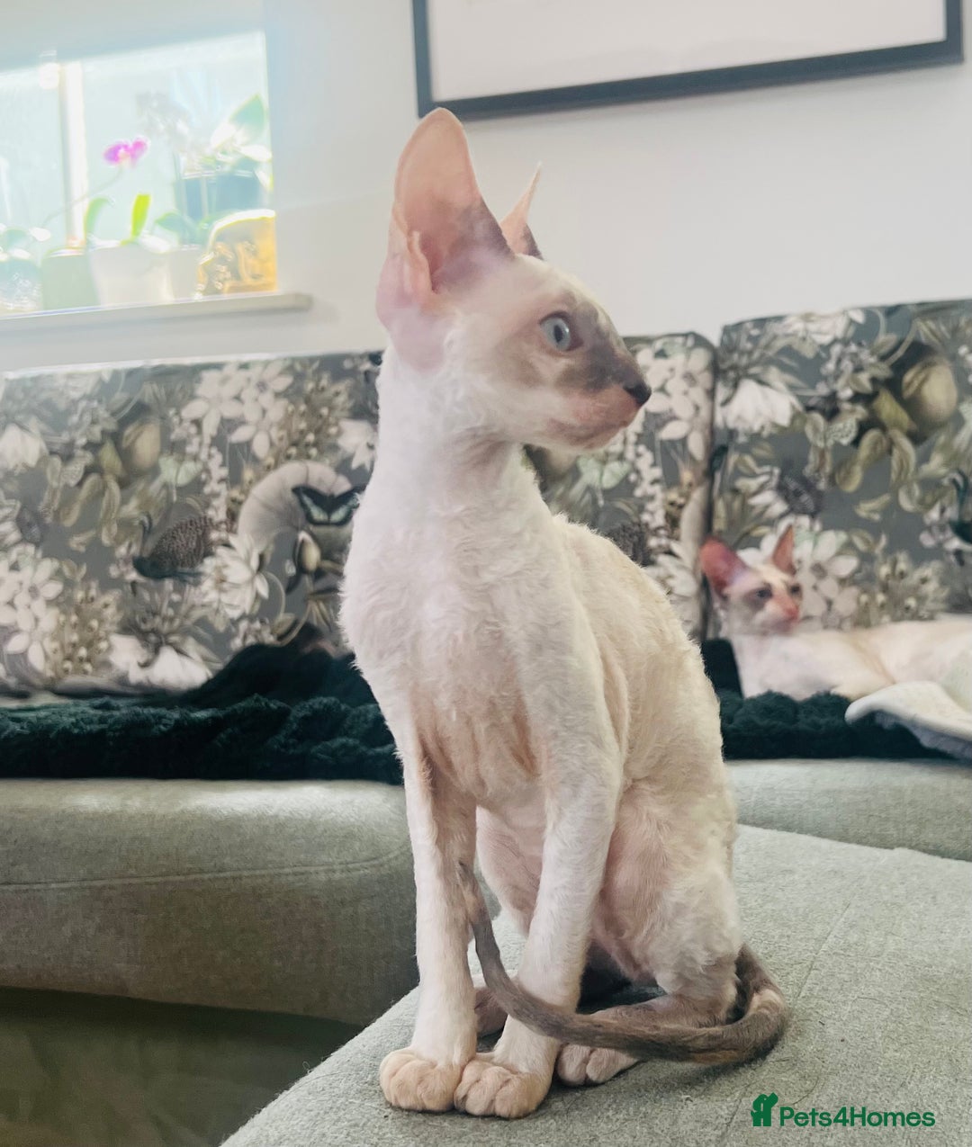 Cornish Rex cats for sale: Stunning ready to leave now Cornish Rex Female  - Image 3