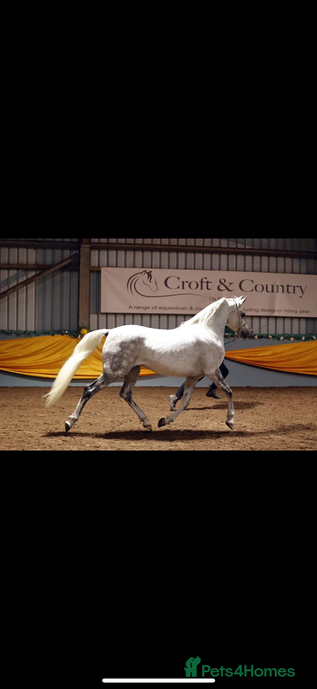 Arabian horse horses for sale: Grey Arab Gelding  - Advert 2