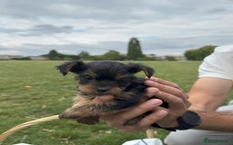 Yorkshire Terrier dogs for sale: Mini Yorkshire Terrier Puppies looking for Home - Image 21