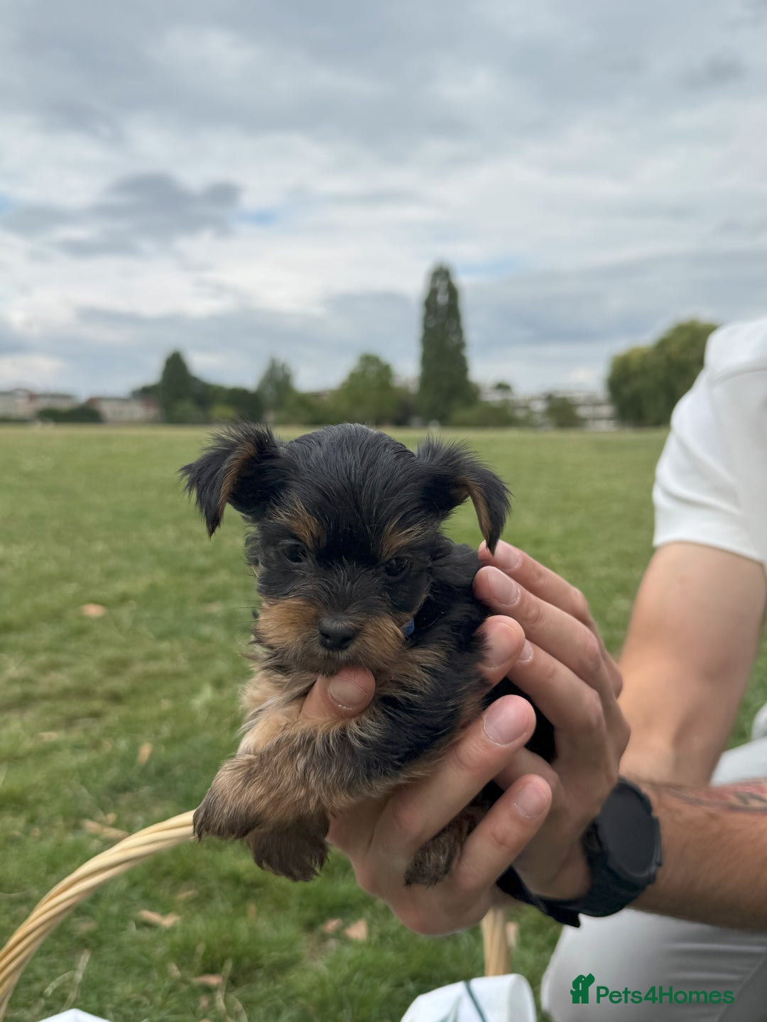 Yorkshire Terrier dogs for sale: Mini Yorkshire Terrier Puppies looking for Home - Image 21