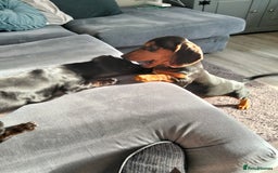Miniature Dachshund dogs for sale: 2 beautiful dachshunds left  - Image 2