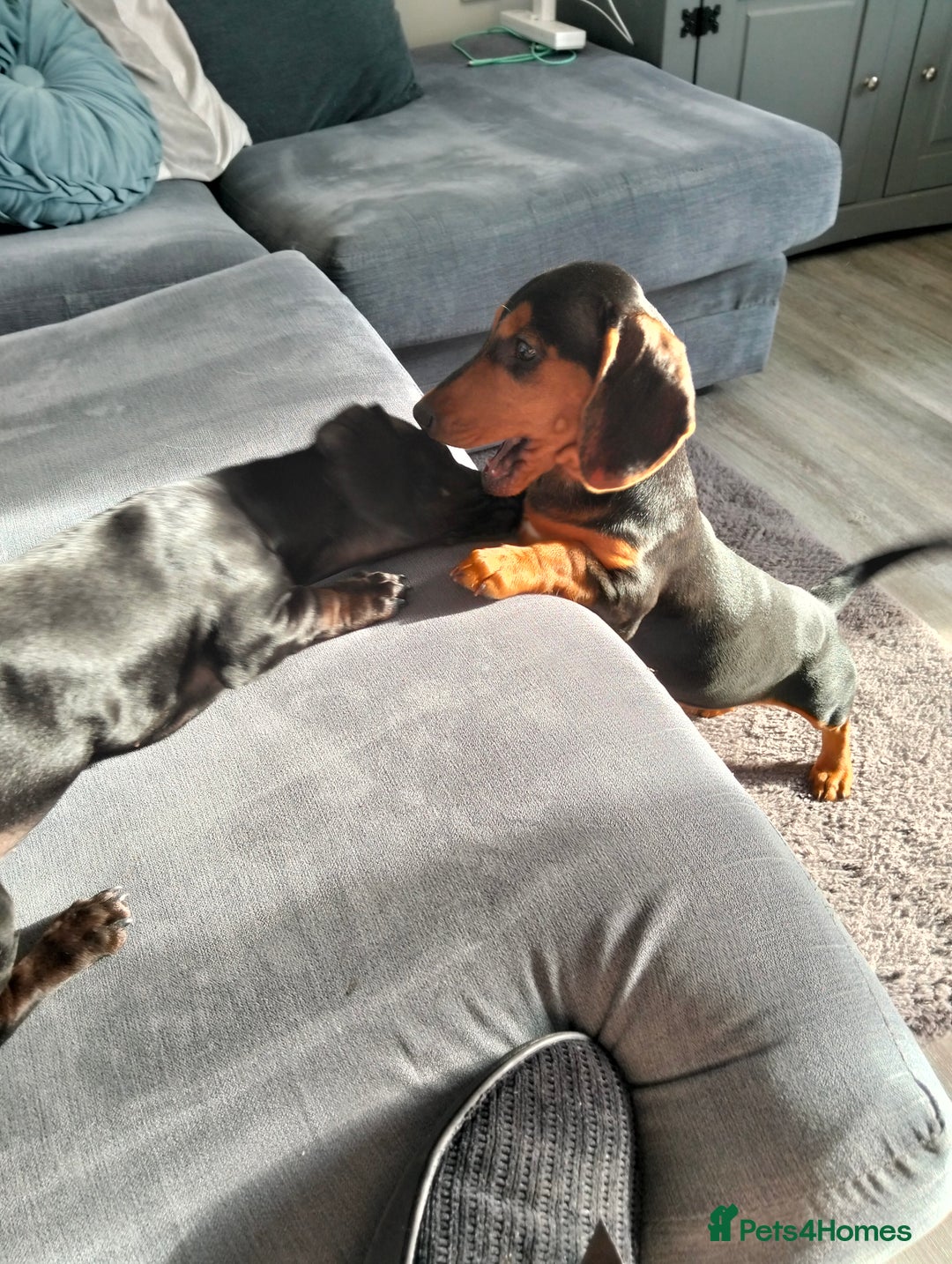 Miniature Dachshund dogs for sale: 2 beautiful dachshunds left  - Image 2