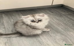 Persian cats for sale: One gorgeous, cheeky, loving little boy left  - Image 11
