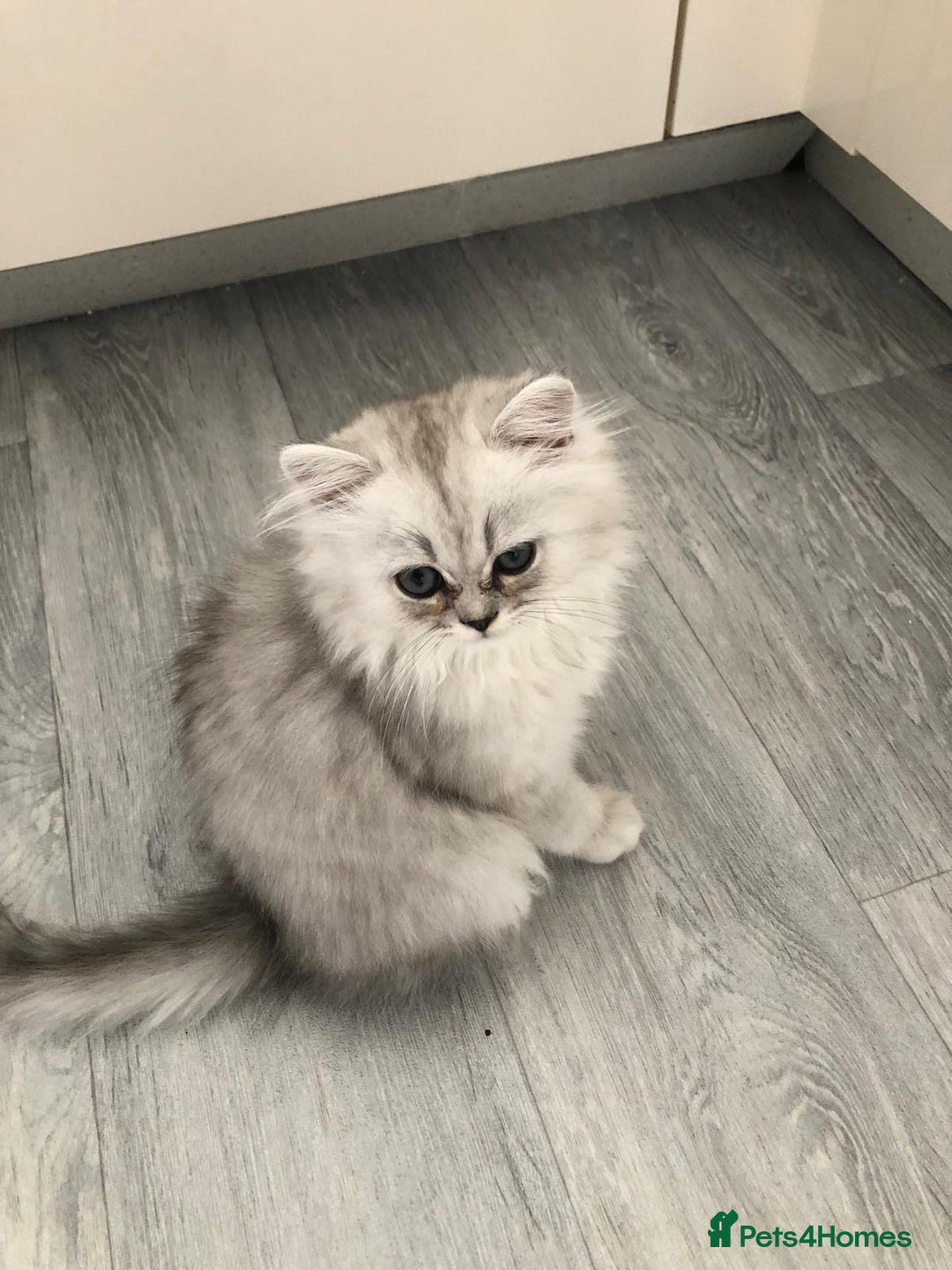 Persian cats for sale: One gorgeous, cheeky, loving little boy left  - Image 11