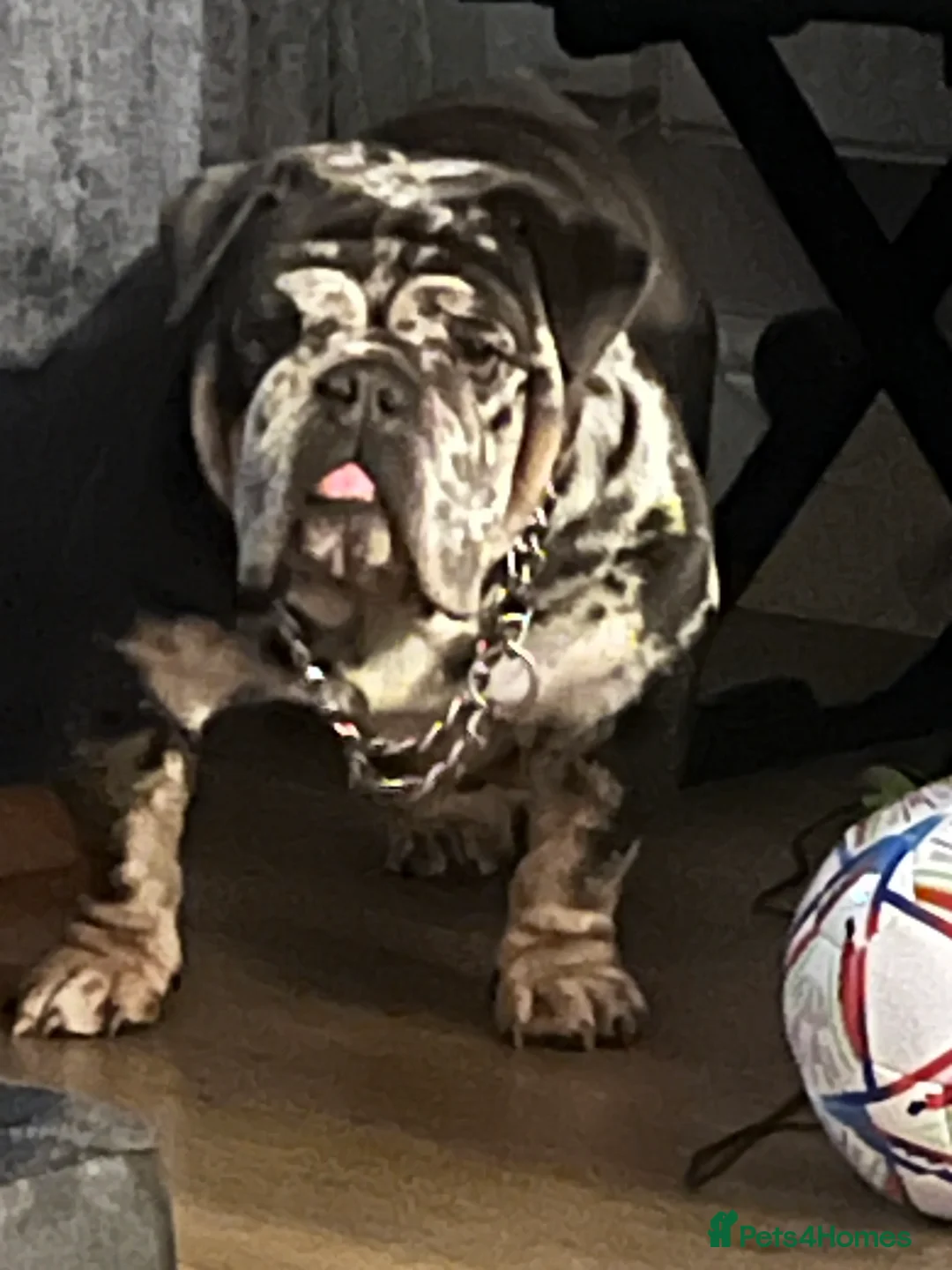 English Bulldog dogs for sale: Stunning English bulldog bitch - Advert 2