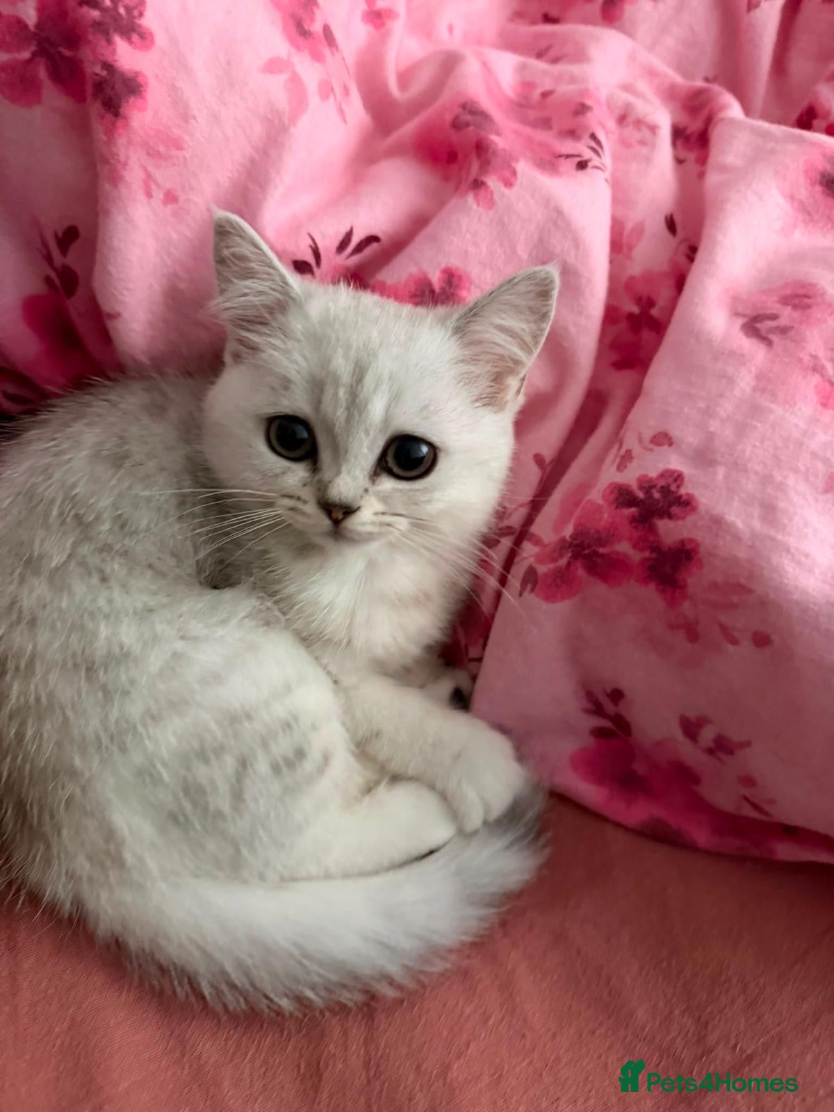 Mixed Breed cats British shorthair silvertip & exotic persian - Advert 4